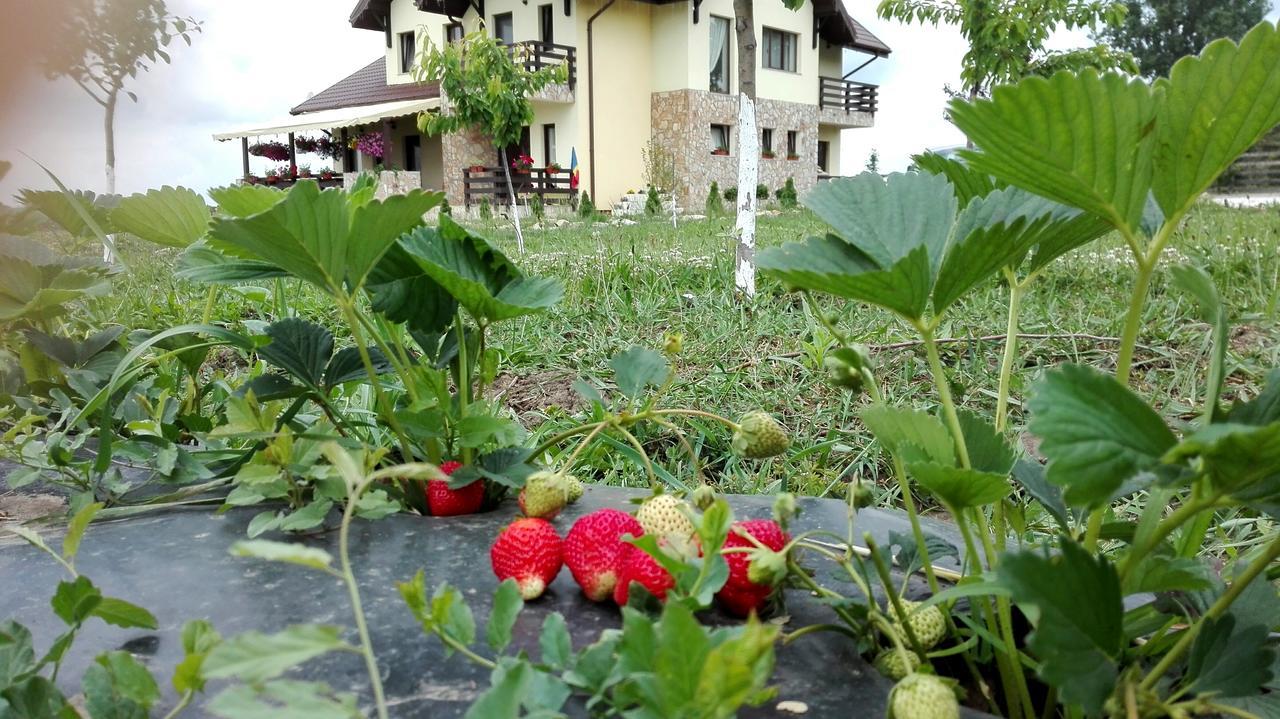Hotel Dor De Casa Doljesti Esterno foto